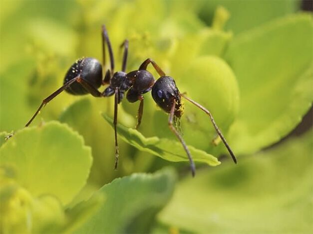 hormigas contra la prostatitis