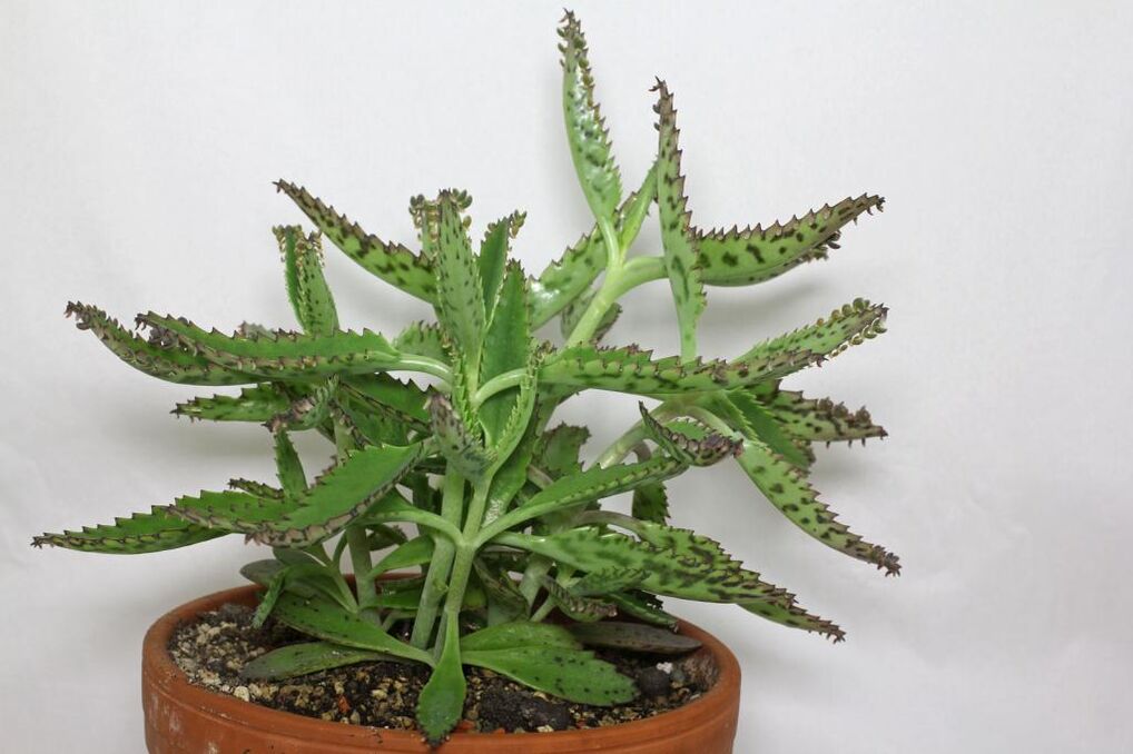 Kalanchoe para el tratamiento de la prostatitis. 