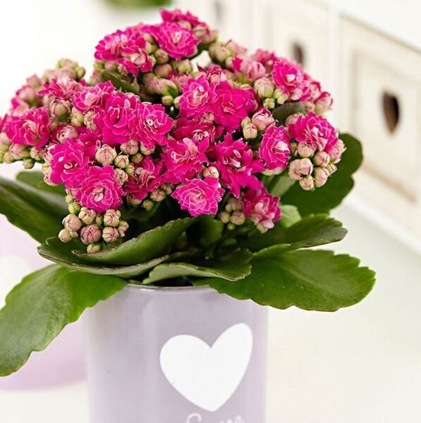 Kalanchoe para el tratamiento de la prostatitis.