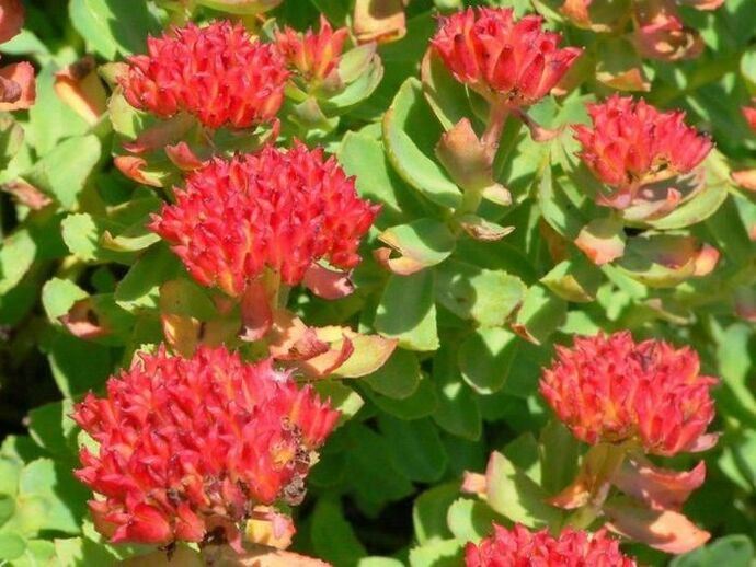 Rhodiola rosea para el tratamiento de la prostatitis.