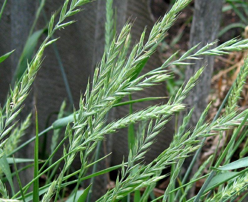 pasto de trigo para el tratamiento de la prostatitis